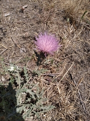 Cirsium ochrocentrum