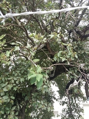 Ehretia latifolia