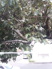 Ehretia latifolia