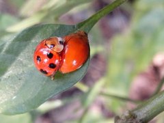 Coccinellidae