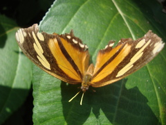 Consul fabius cecrops