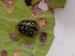 Cassida circumdata