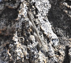 Sceloporus occidentalis longipes