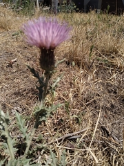 Cirsium ochrocentrum