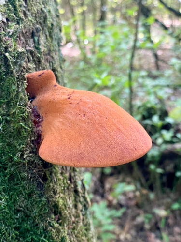 Beefsteak Polypore