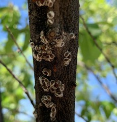 Eriococcus spurius
