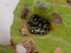Cassida circumdata
