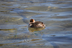 Rollandia microptera