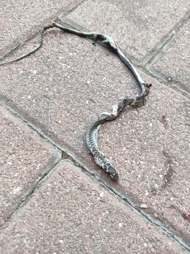 Green Whip Snake