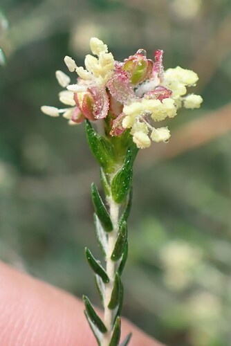Passerina falcifolia, photograph 3