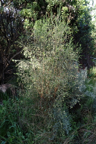 Passerina falcifolia, photograph 4