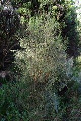 Passerina falcifolia, photograph (c) Karen Eichholz, some rights reserved (CC BY)