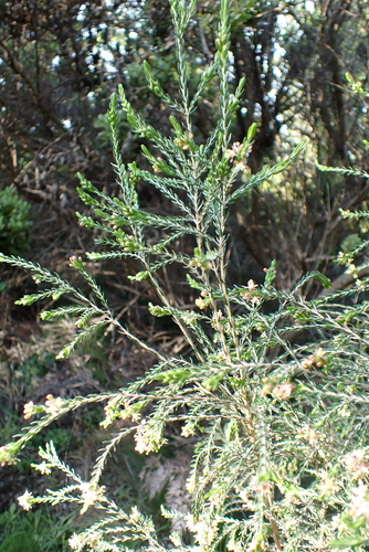 Passerina falcifolia, photograph 5