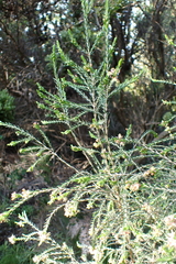 Passerina falcifolia, photograph (c) Karen Eichholz, some rights reserved (CC BY)