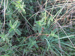 Cistus crispus, photograph (c) zebedeugalinha, some rights reserved (CC BY)