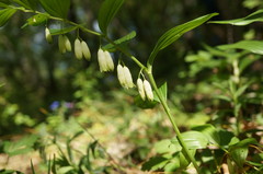 Polygonatum latifolium