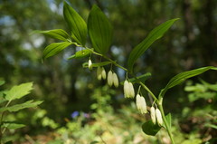 Polygonatum latifolium