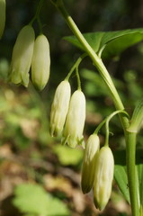 Polygonatum latifolium