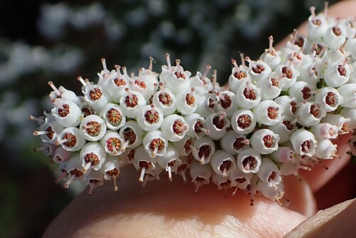 Erica scabriuscula, photograph 4