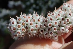 Erica scabriuscula, photograph (c) Karen Eichholz, some rights reserved (CC BY)