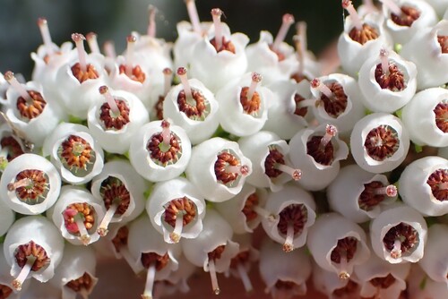Erica scabriuscula, photograph 5
