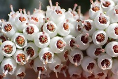 Erica scabriuscula, photograph (c) Karen Eichholz, some rights reserved (CC BY)