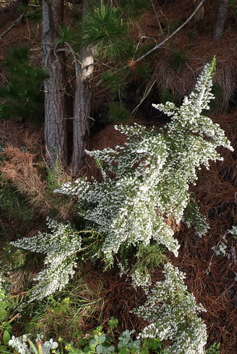 Erica scabriuscula, photograph 3