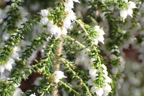 Erica scabriuscula, photograph 6