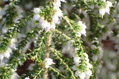 Erica scabriuscula, photograph (c) Karen Eichholz, some rights reserved (CC BY)