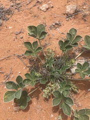 Pediomelum castoreum