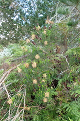 Erica sessiliflora, photograph (c) Karen Eichholz, some rights reserved (CC BY)