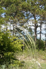 Stipa pontica