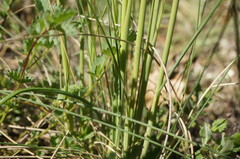 Stipa pontica