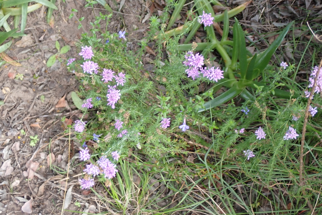 Selago villicaulis; photograph (c) Karen Eichholz, some rights reserved (CC BY)