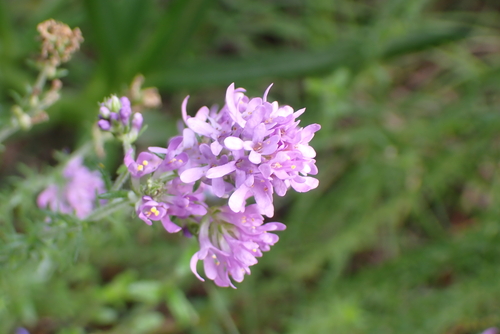 Selago villicaulis, photograph 2