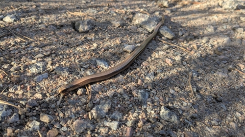 Eastern Slowworm