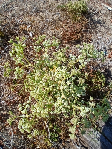Seseli tortuosum, photograph 6