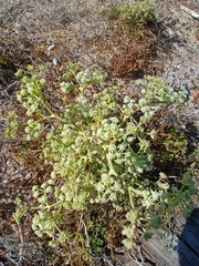 Seseli tortuosum, photograph (c) Bruno Reis, some rights reserved (CC BY)