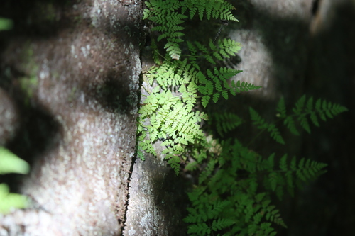 Cystopteris tenuis, photograph 6