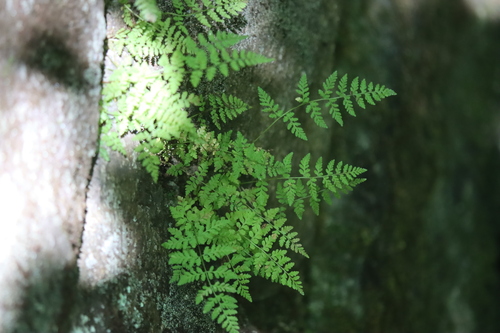 Cystopteris tenuis, photograph 5