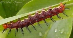Acraea terpsicore