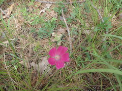 Callirhoe papaver