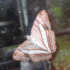 Adelpha thessalia