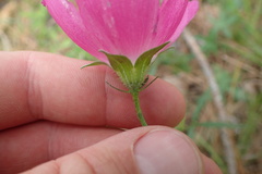 Callirhoe papaver