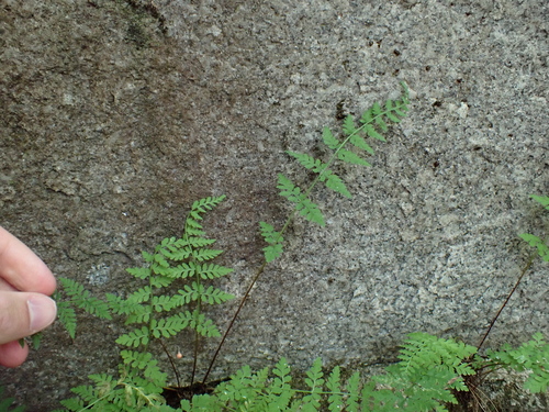 Cystopteris tenuis, photograph 3