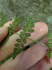 Cystopteris tenuis, photograph (c) Steven Lamonde, some rights reserved (CC BY)