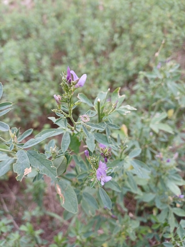 Alfalfa
