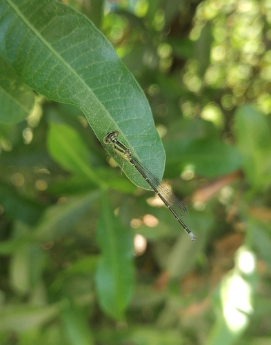 Small Red-eyed Damselfly