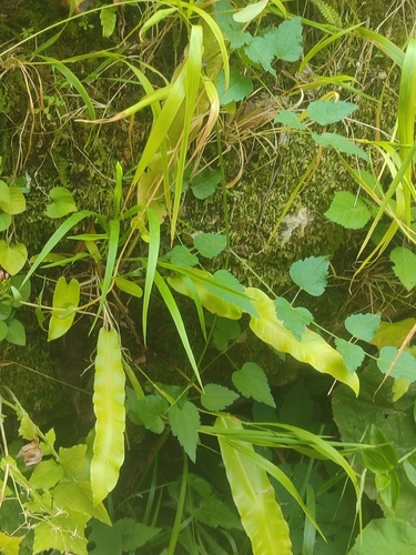 Hart's-tongue fern