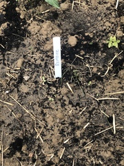 Lactuca sativa longifolia